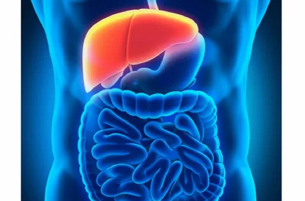 The Role of the Liver in Digestion and Detoxification