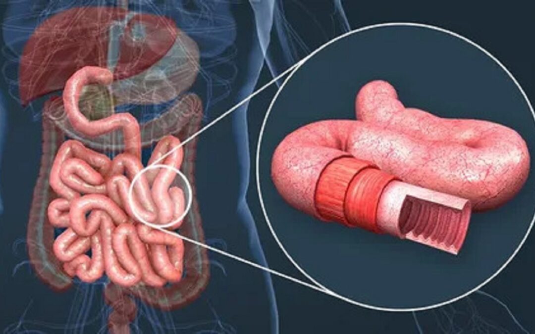 Understanding the Anatomy of the Duodenum: A Beginner’s Guide